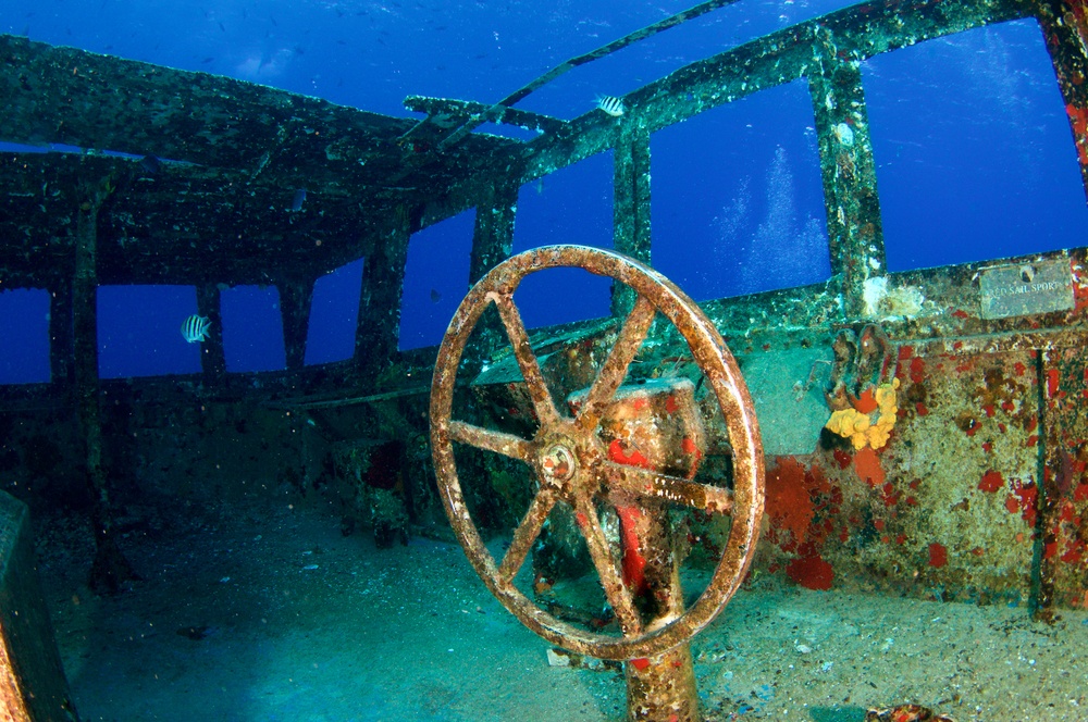kittiwake.jpg