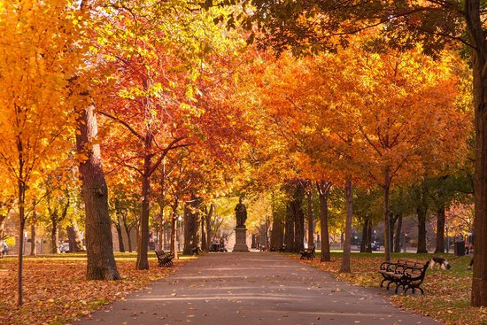 comm avenue mall boston