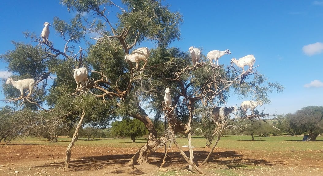 goats in trees Morocco