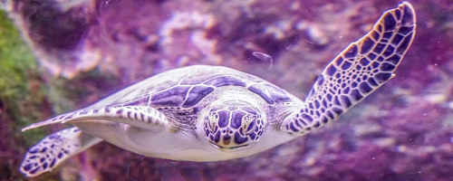 purple turtle newsletter