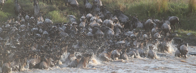 wildebeest herd newsletter